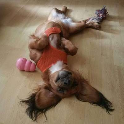 Dogorama Photo Challenge - lustigste Grimasse-Beitrag-Bild