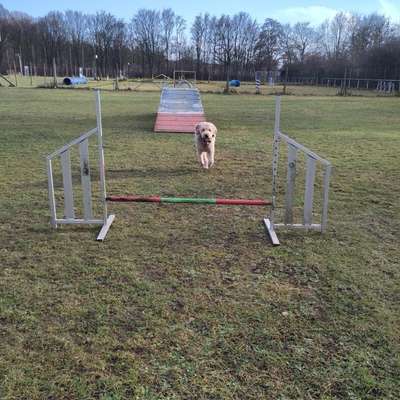 Hundetreffen-Spielen,rennen, sozialverhalten unter Hunden fördern-Bild