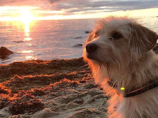 Dogorama-Monats-Challenge-Mai "Wasser"-Beitrag-Bild