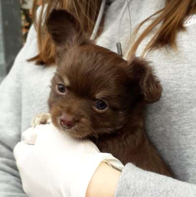 Hundetreffen-Welpenspielgruppe-Profilbild