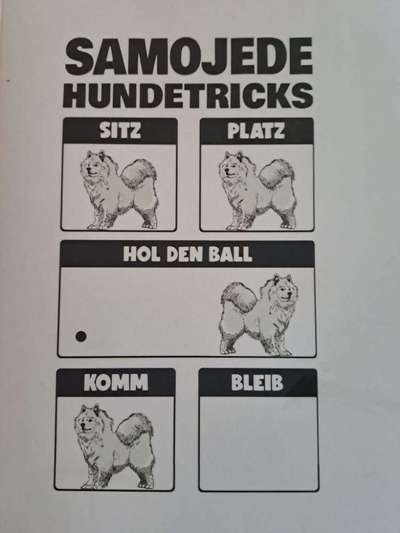 Samojede-Beitrag-Bild