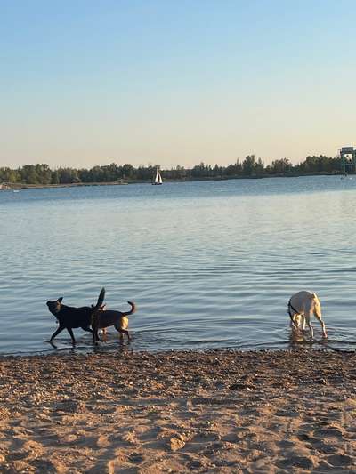 Hundeauslaufgebiet-Hundestrand am Epple-Bild