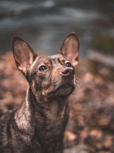 Dogorama Photo Challenge - Portrait-Beitrag-Bild