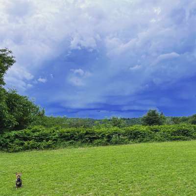 Hundeauslaufgebiet-Jünglingsplatz-Bild