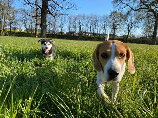 Hund und Natur-Beitrag-Bild