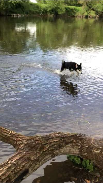 Dogorama-Monats-Challenge-Mai "Wasser"-Beitrag-Bild