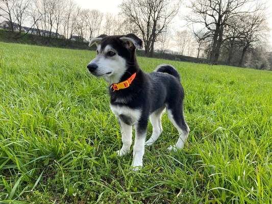Hund und Natur-Beitrag-Bild