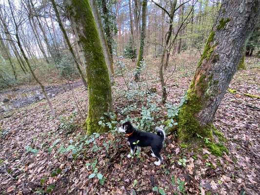 Hund und Natur-Beitrag-Bild