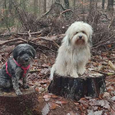 Hundetreffen-Treffen am zweigkanal