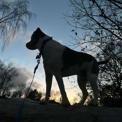 Hundetreffen-Gassirunde-Bild