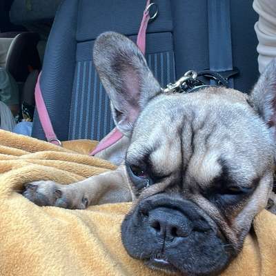 Hundetreffen-Kennenlernen anderer schubse für unsere französische Bulldogge.-Bild