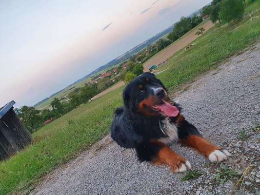 Dein Hund im Dogorama-Kalender 2021-Beitrag-Bild