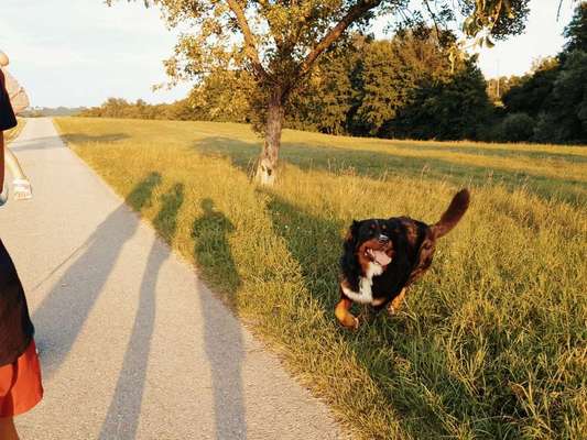Dein Hund im Dogorama-Kalender 2021-Beitrag-Bild