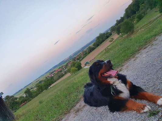 Dein Hund im Dogorama-Kalender 2021-Beitrag-Bild