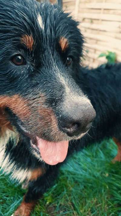 Dein Hund im Dogorama-Kalender 2021-Beitrag-Bild