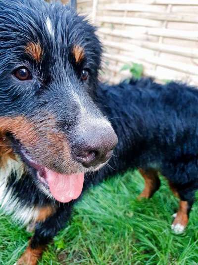 Dein Hund im Dogorama-Kalender 2021-Beitrag-Bild