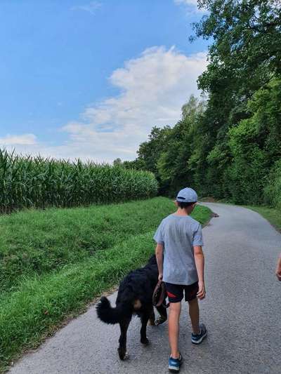 Dein Hund im Dogorama-Kalender 2021-Beitrag-Bild