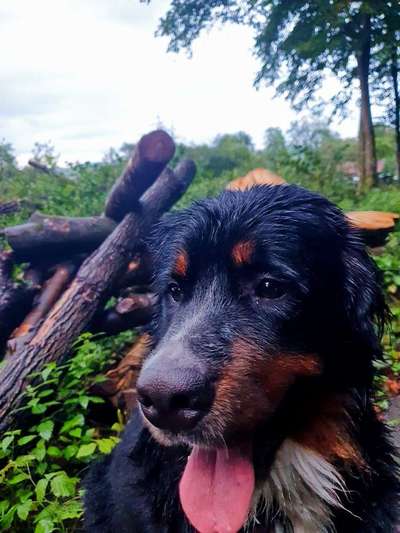 Dein Hund im Dogorama-Kalender 2021-Beitrag-Bild