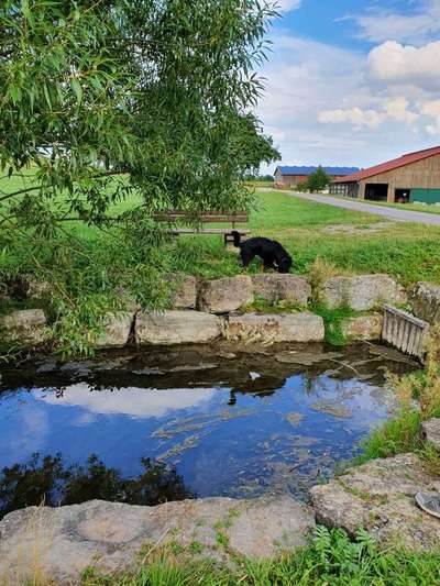 Dein Hund im Dogorama-Kalender 2021-Beitrag-Bild