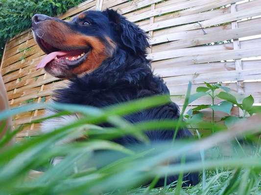 Dein Hund im Dogorama-Kalender 2021-Beitrag-Bild