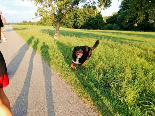 Dein Hund im Dogorama-Kalender 2021-Beitrag-Bild