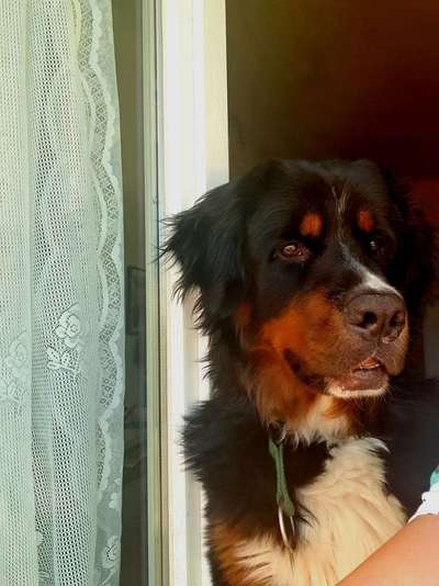 Dein Hund im Dogorama-Kalender 2021-Beitrag-Bild