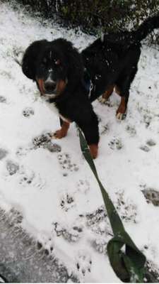 Welpen Bilder !-Beitrag-Bild