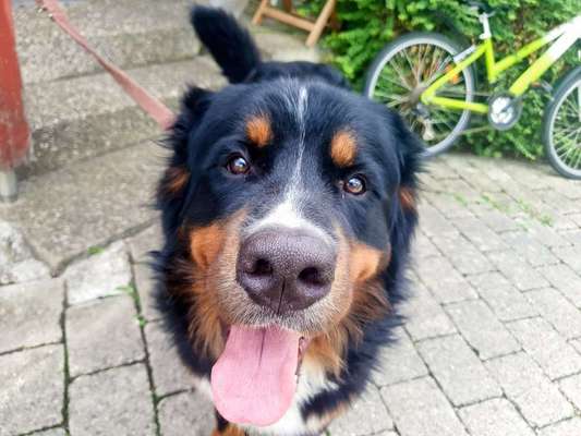 Dein Hund im Dogorama-Kalender 2021-Beitrag-Bild