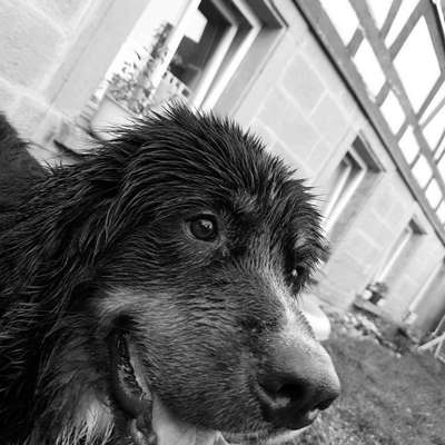 Dein Hund im Dogorama-Kalender 2021-Beitrag-Bild