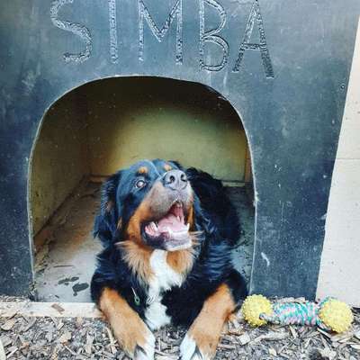 Dein Hund im Dogorama-Kalender 2021-Beitrag-Bild