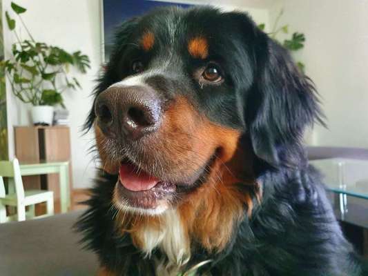 Dein Hund im Dogorama-Kalender 2021-Beitrag-Bild