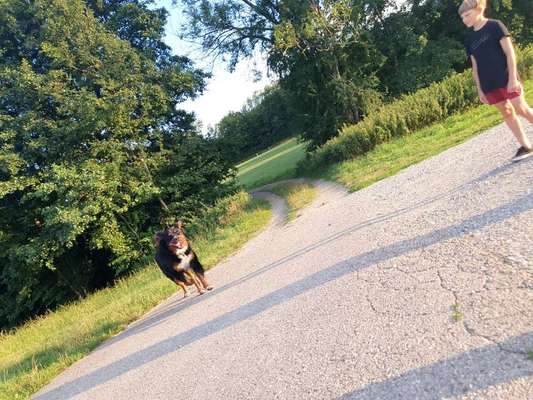 Dein Hund im Dogorama-Kalender 2021-Beitrag-Bild