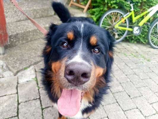 Dein Hund im Dogorama-Kalender 2021-Beitrag-Bild