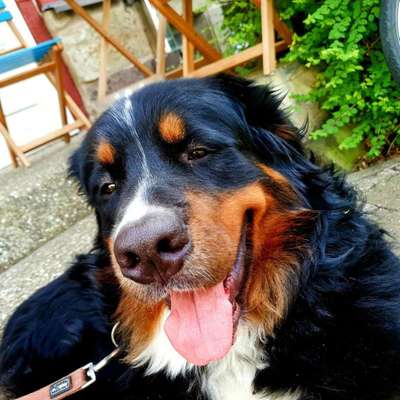 Dein Hund im Dogorama-Kalender 2021-Beitrag-Bild