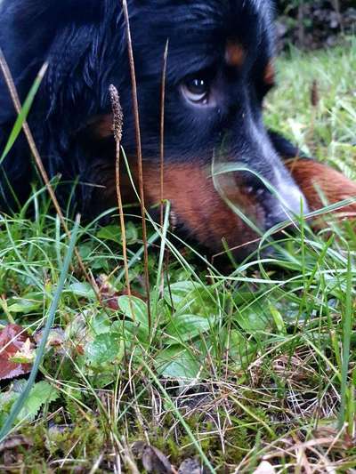 Dein Hund im Dogorama-Kalender 2021-Beitrag-Bild