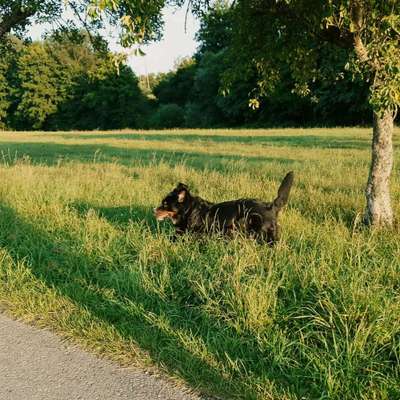 Dein Hund im Dogorama-Kalender 2021-Beitrag-Bild