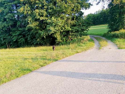 Dein Hund im Dogorama-Kalender 2021-Beitrag-Bild