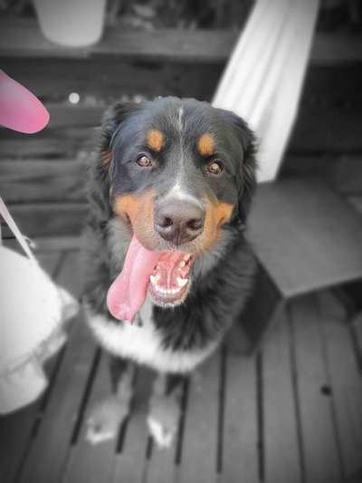 Dein Hund im Dogorama-Kalender 2021-Beitrag-Bild