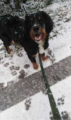 Welpen Bilder !-Beitrag-Bild