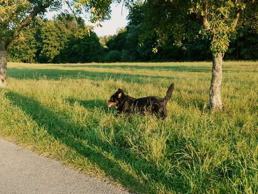 Dein Hund im Dogorama-Kalender 2021-Beitrag-Bild