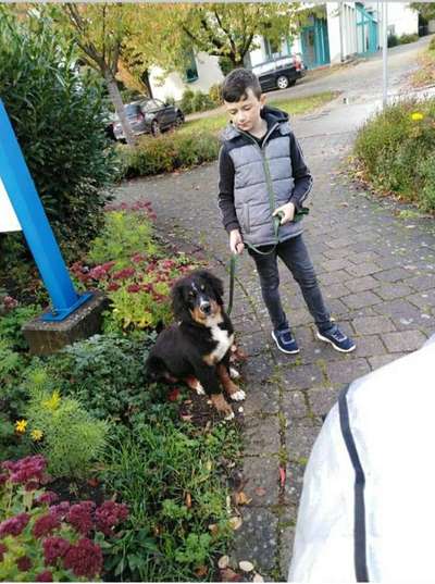 Dein Hund im Dogorama-Kalender 2021-Beitrag-Bild