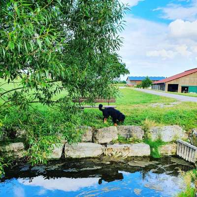 Dein Hund im Dogorama-Kalender 2021-Beitrag-Bild