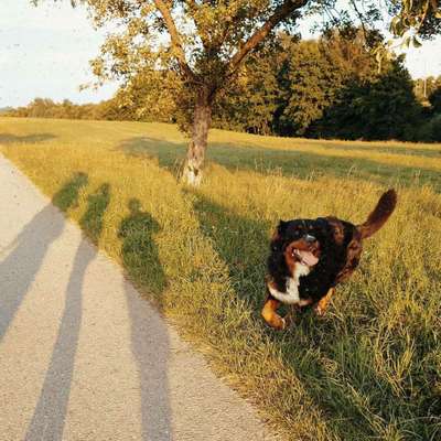 Dein Hund im Dogorama-Kalender 2021-Beitrag-Bild