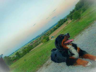 Dein Hund im Dogorama-Kalender 2021-Beitrag-Bild