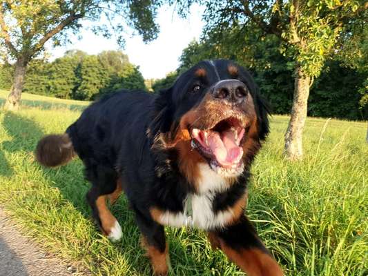 Dein Hund im Dogorama-Kalender 2021-Beitrag-Bild