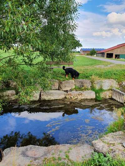 Dein Hund im Dogorama-Kalender 2021-Beitrag-Bild