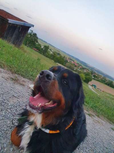 Dein Hund im Dogorama-Kalender 2021-Beitrag-Bild