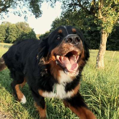 Dein Hund im Dogorama-Kalender 2021-Beitrag-Bild