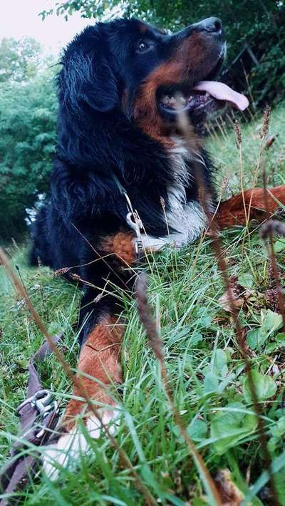 Dein Hund im Dogorama-Kalender 2021-Beitrag-Bild