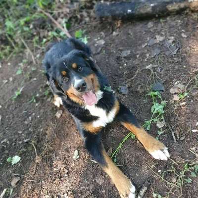 Dein Hund im Dogorama-Kalender 2021-Beitrag-Bild